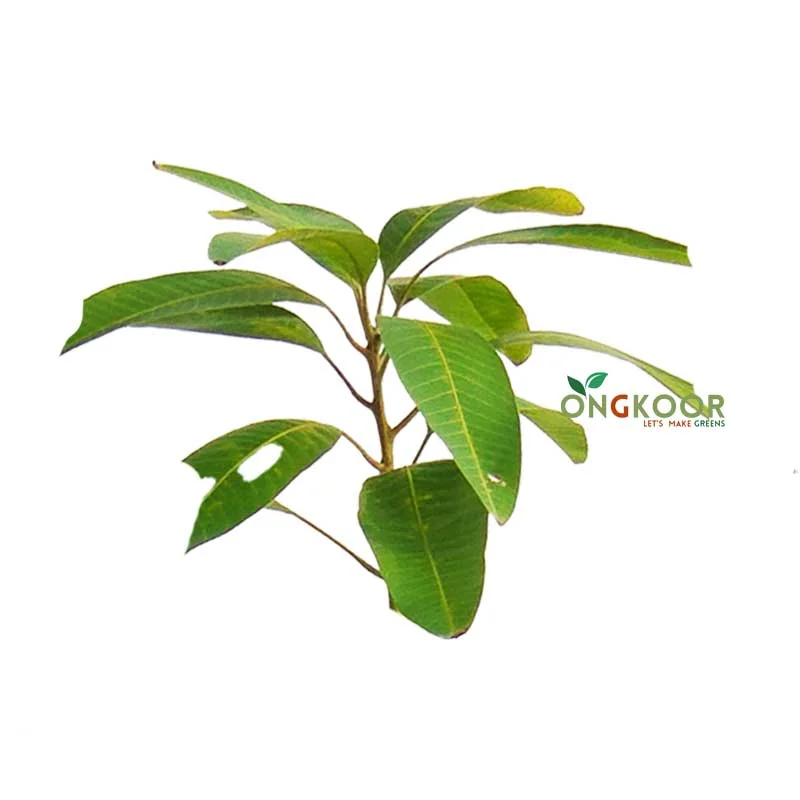 3 Test Mango Plant (৩ টেস্ট আম গাছ) - Image 2