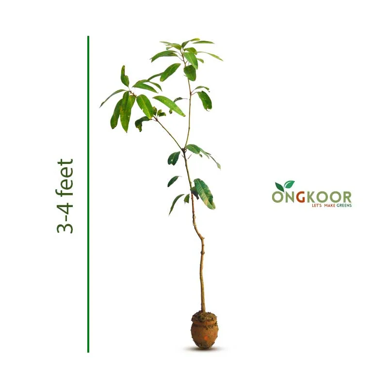 3-Test-plant-by-ongkoor-(small)