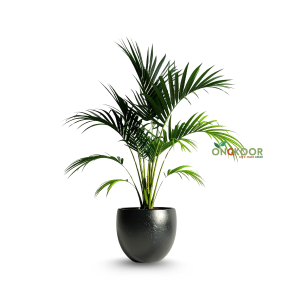 Areca Palm Tree