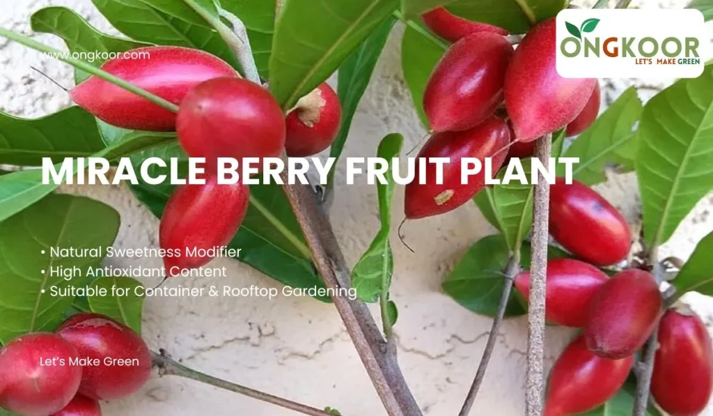 Miracle Berry Fruit Plant