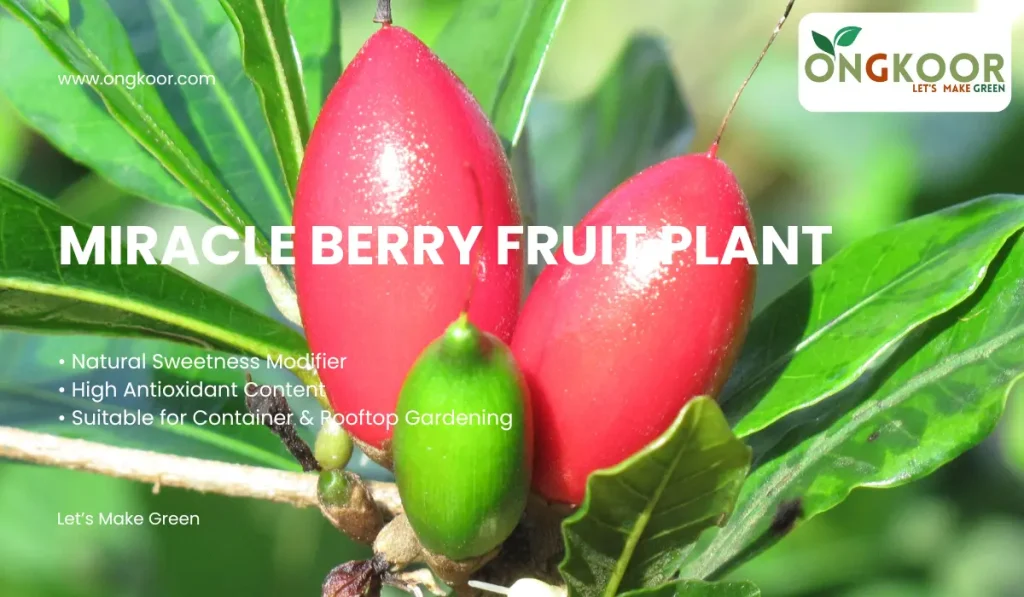 Miracle Berry Fruit Plant