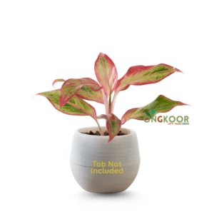Aglaonema