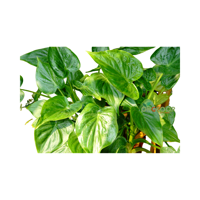 Alocasia cucullata leaf