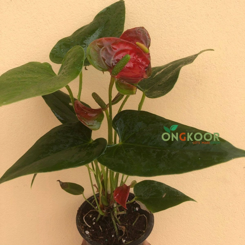 Anthurium
