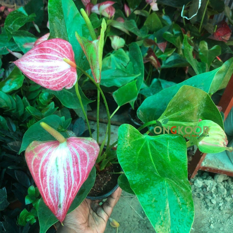 Anthurium Andraeanum অ্যান্থুরিয়াম অ্যান্ড্রেনাম - Image 4