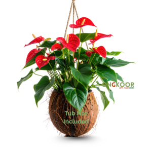 Anthurium এন্থরিয়াম