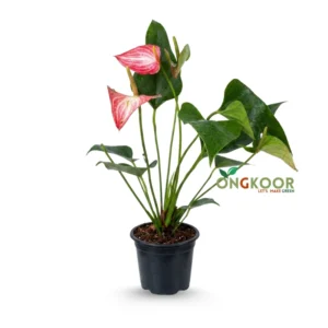 Anthurium