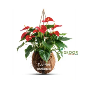 Anthurium Andraeanum অ্যান্থুরিয়াম অ্যান্ড্রেনাম