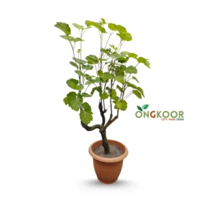 Apple Foliage Plant আপেল পাতাবাহার