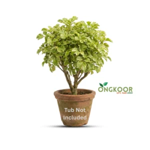 Apple Foliage Plant আপেল পাতাবাহার