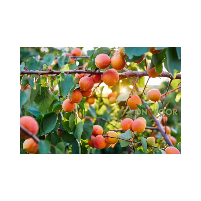 Apricots Fruit