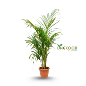 Areca Palm Tree
