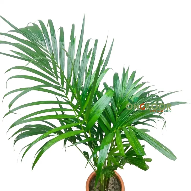 Areca Palm Tree