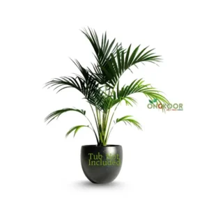 Areca Palm Tree এরিকা পাম