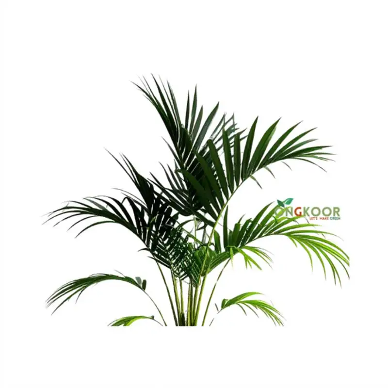 Areca Palm Tree এরিকা পাম - Image 2