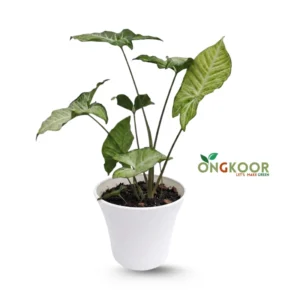 Arrowhead Vine