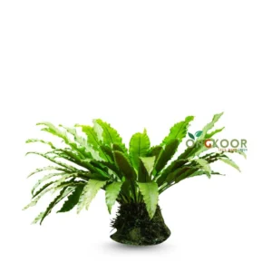 Bird's-nest-fern