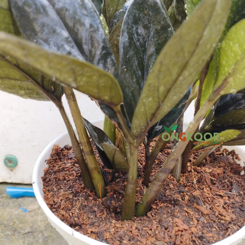 Black ZZ Plant