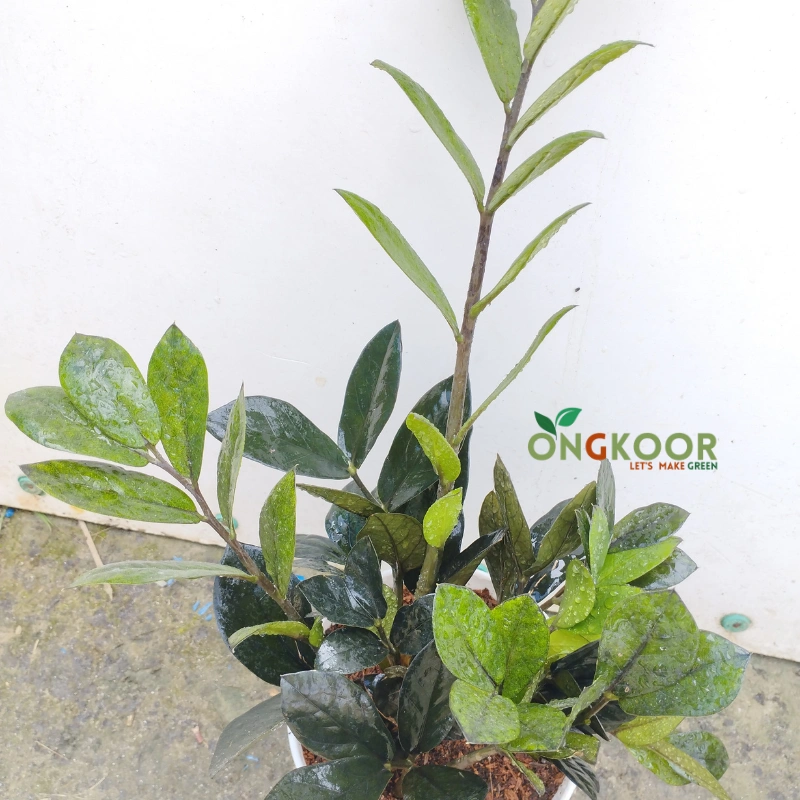 Black ZZ Plant ব্ল্যাক জিজি প্লান্ট Zanzibar Gem - Image 3