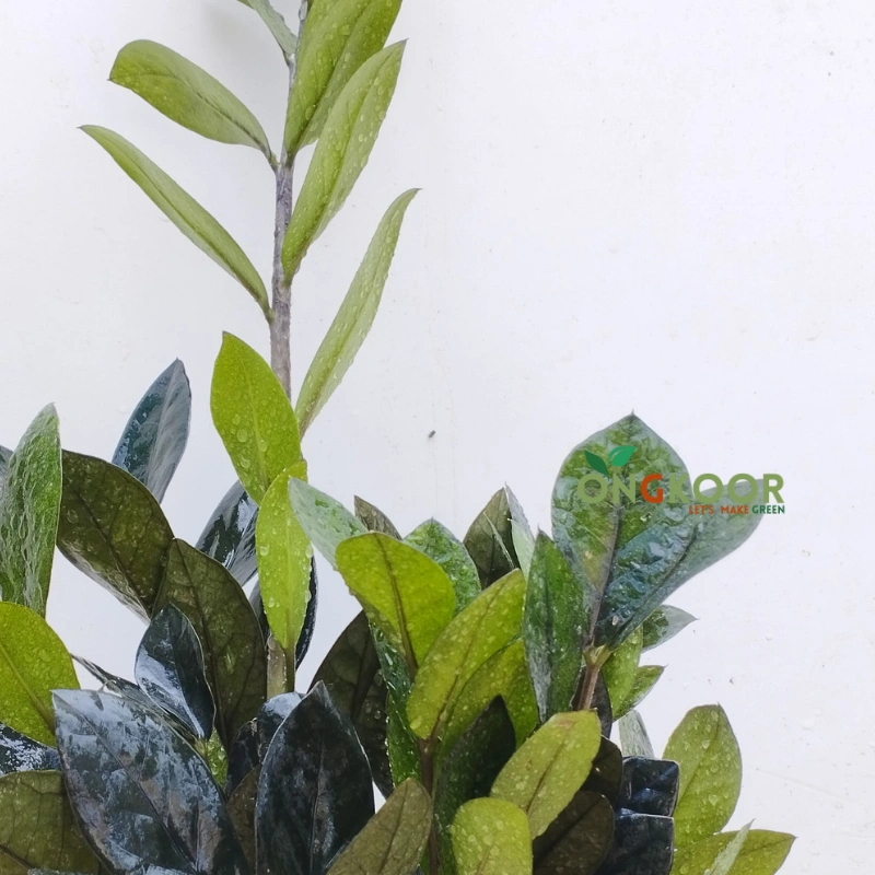 Black ZZ Plant ব্ল্যাক জিজি প্লান্ট Zanzibar Gem - Image 2