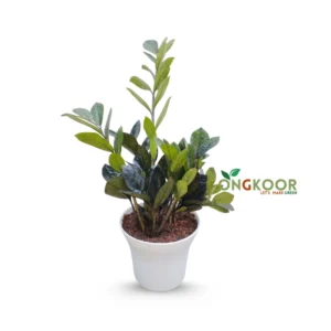 Black ZZ Plant