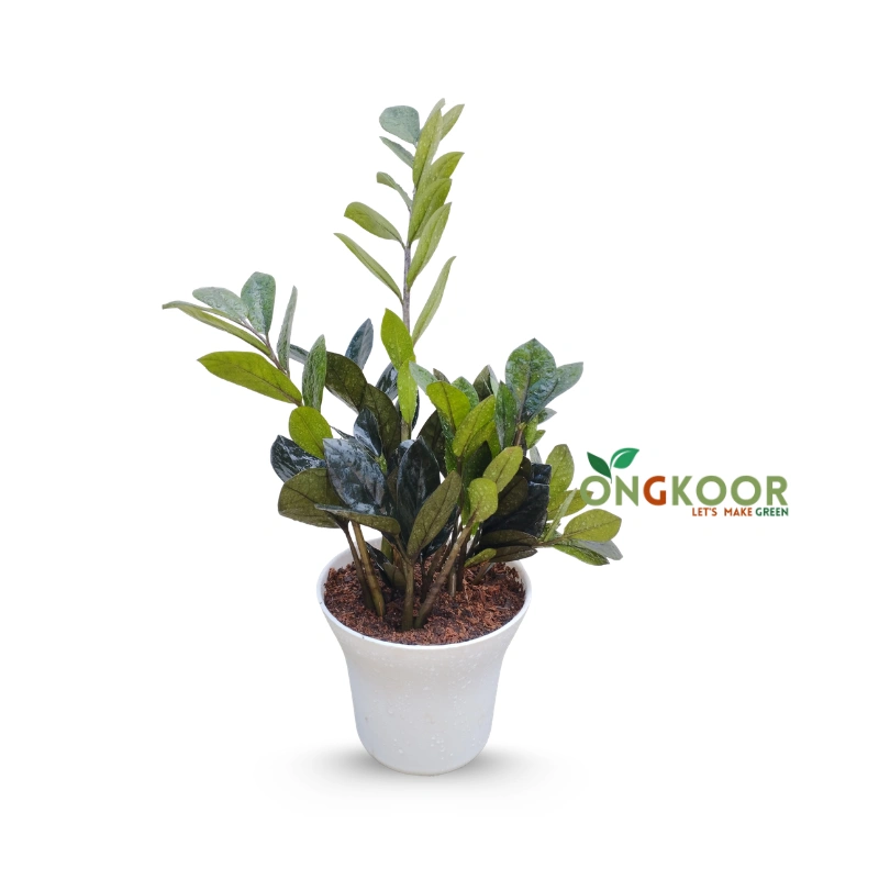 Black ZZ Plant