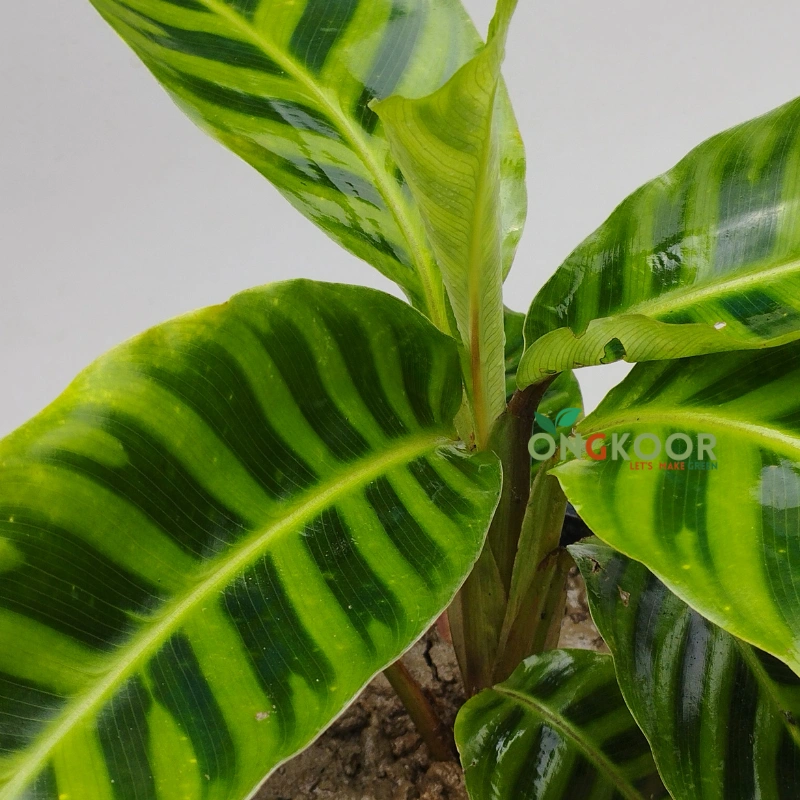Calathea Zebrina