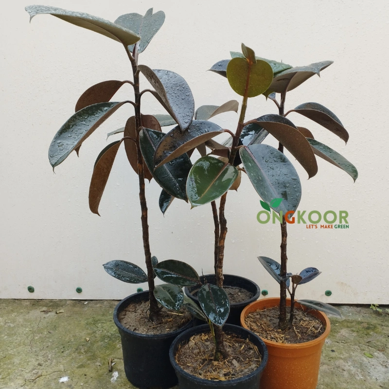 Burgundy Rubber Plant