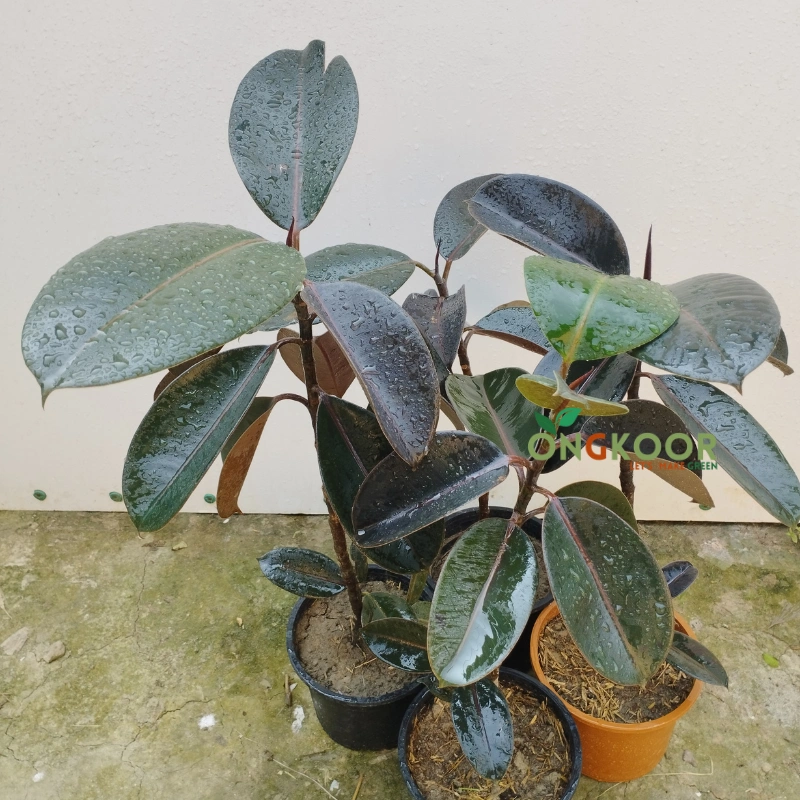 Burgundy Rubber Plant রাবার প্লান্ট Ficus Elastica - Image 4