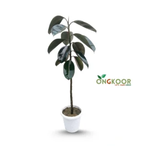 Burgundy Rubber Plant