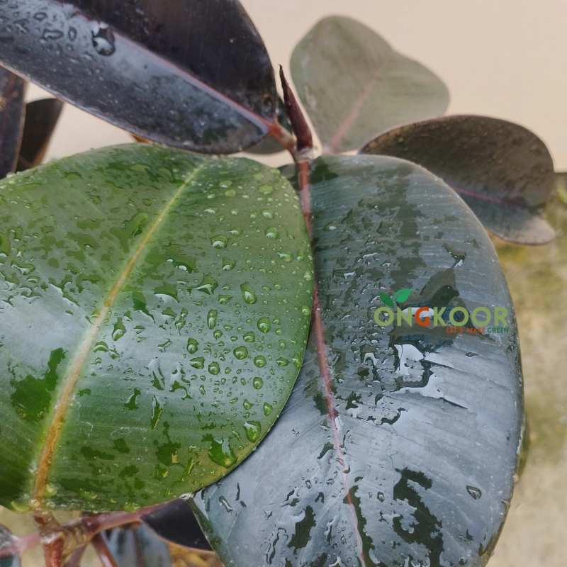 Burgundy Rubber Plant রাবার প্লান্ট Ficus Elastica - Image 3
