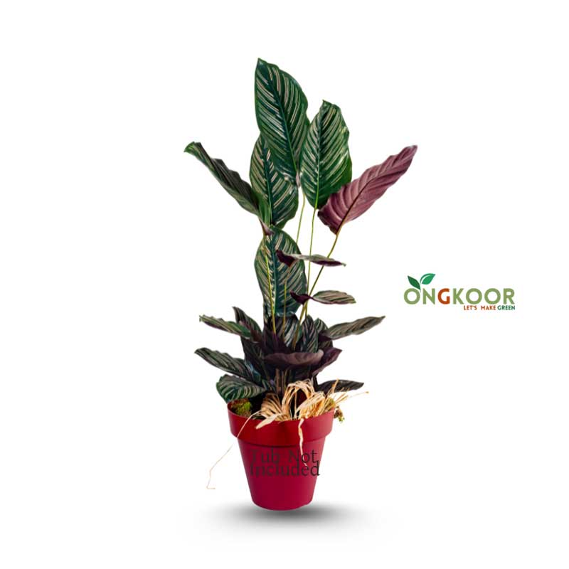 Calathea Ornata পিন স্ট্রিপ ক্যালাথিয়া Pinstripe