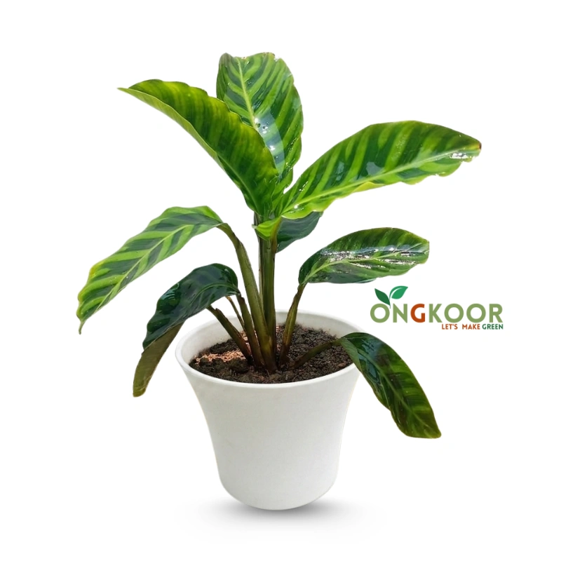 Calathea Zebrina