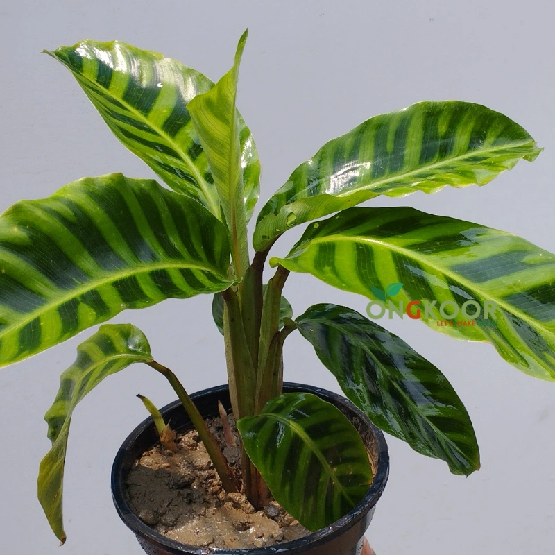 Calathea Zebrina ক্যালাথিয়া জেব্রিনা - Image 3