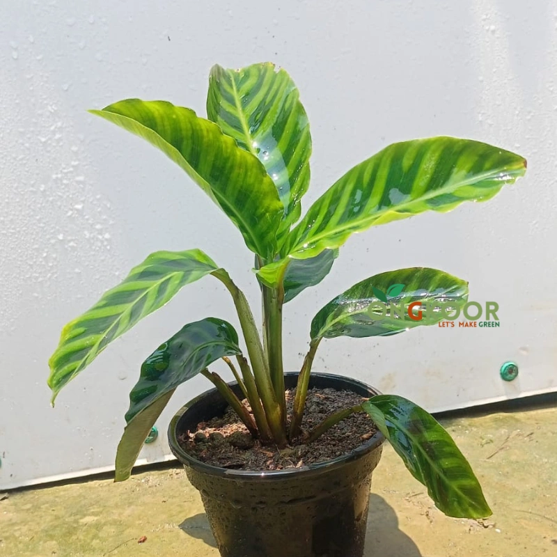 Calathea Zebrina ক্যালাথিয়া জেব্রিনা - Image 2
