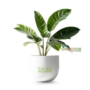 Calathea-zebrina