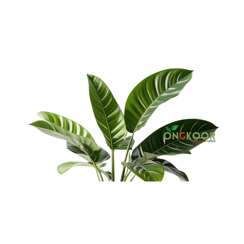 Calathea Zebrina ক্যালাথিয়া জেব্রিনা - Image 2