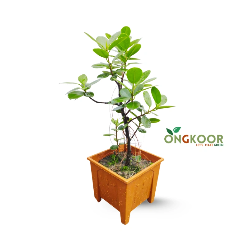 China Bot চায়না বট বনসাই Ficus Microcarpa Ginseng Bonsai - Image 8