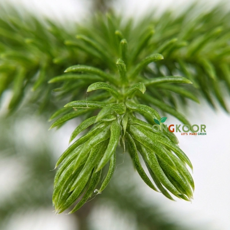 Christmas Tree ক্রিসমাস ট্রি - Image 2