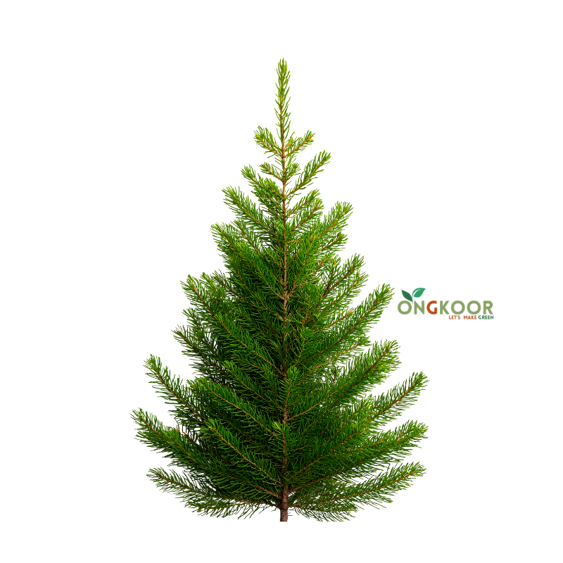 Christmas Tree ক্রিসমাস ট্রি - Image 2