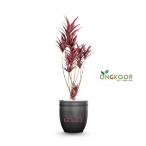 Cordyline-fruticosa