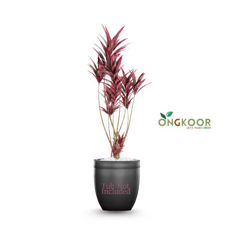 Cordyline-fruticosa