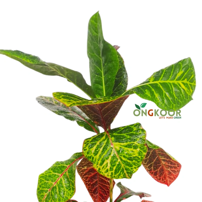 Croton