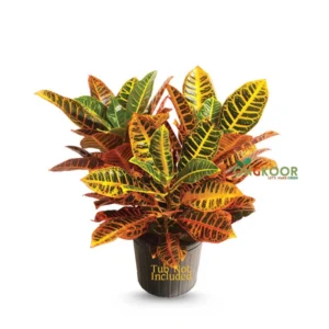Croton-Plant