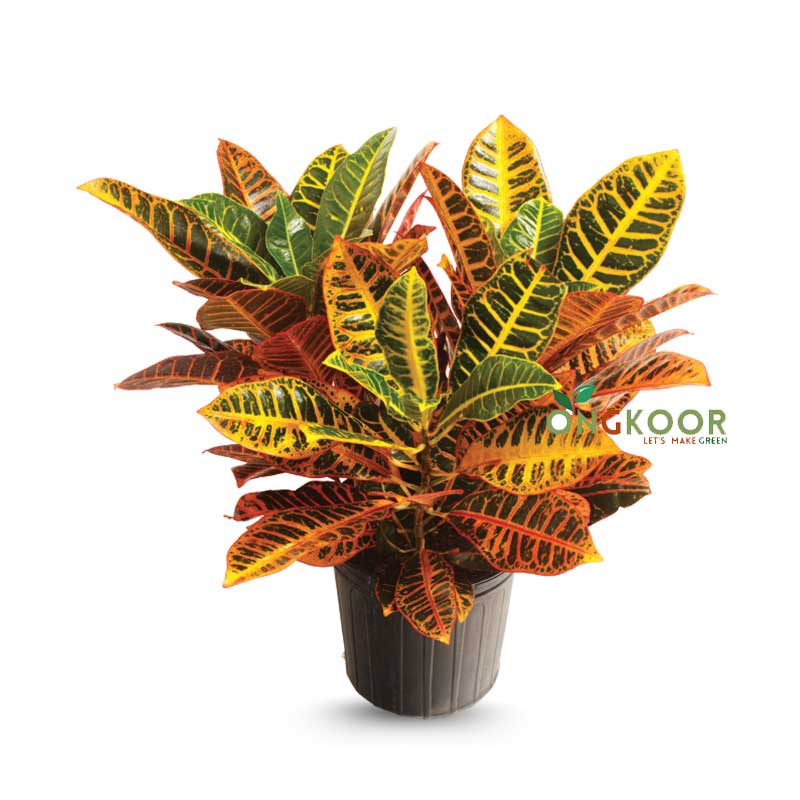 Croton-Plant