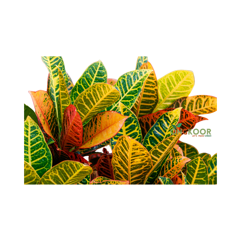 Croton ইন্ডিয়ান ড্রপ পাতাবাহার - Image 2