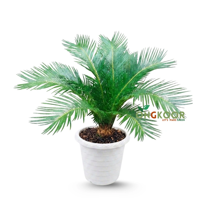 Cycas