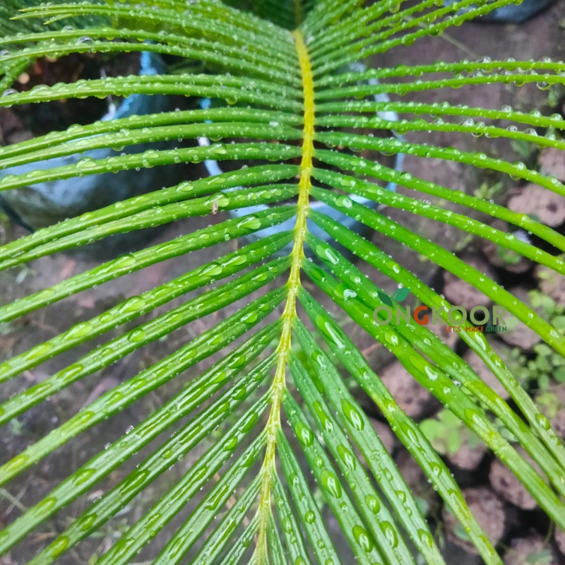 Cycas সাইকাস - Image 2