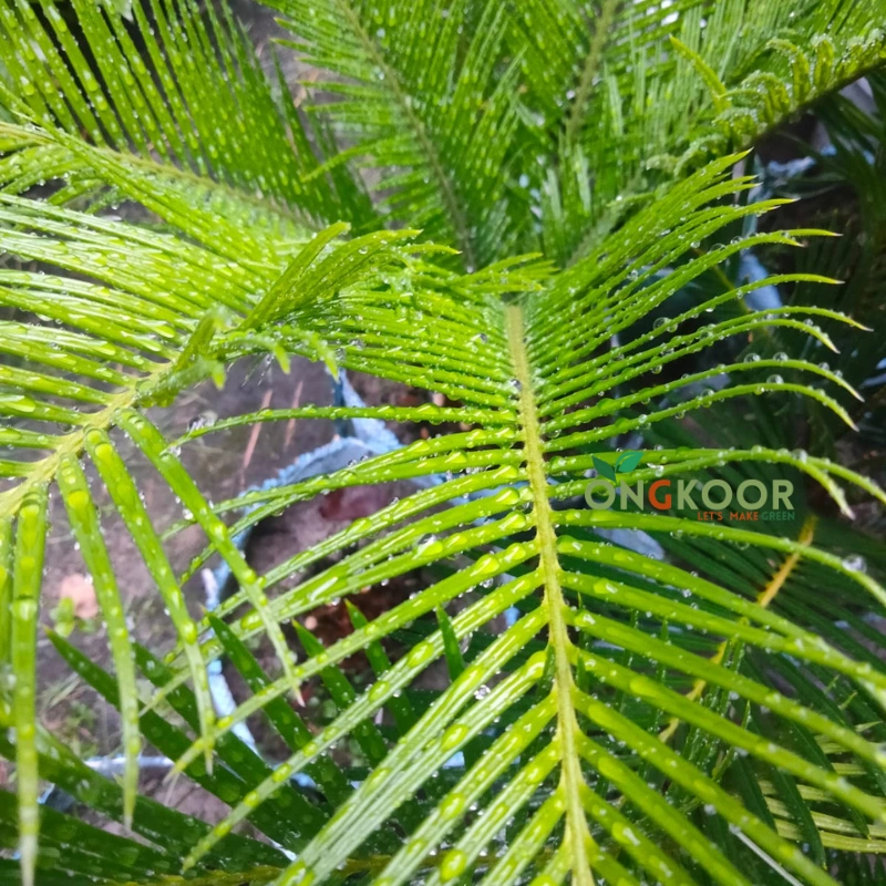 Cycas সাইকাস - Image 3