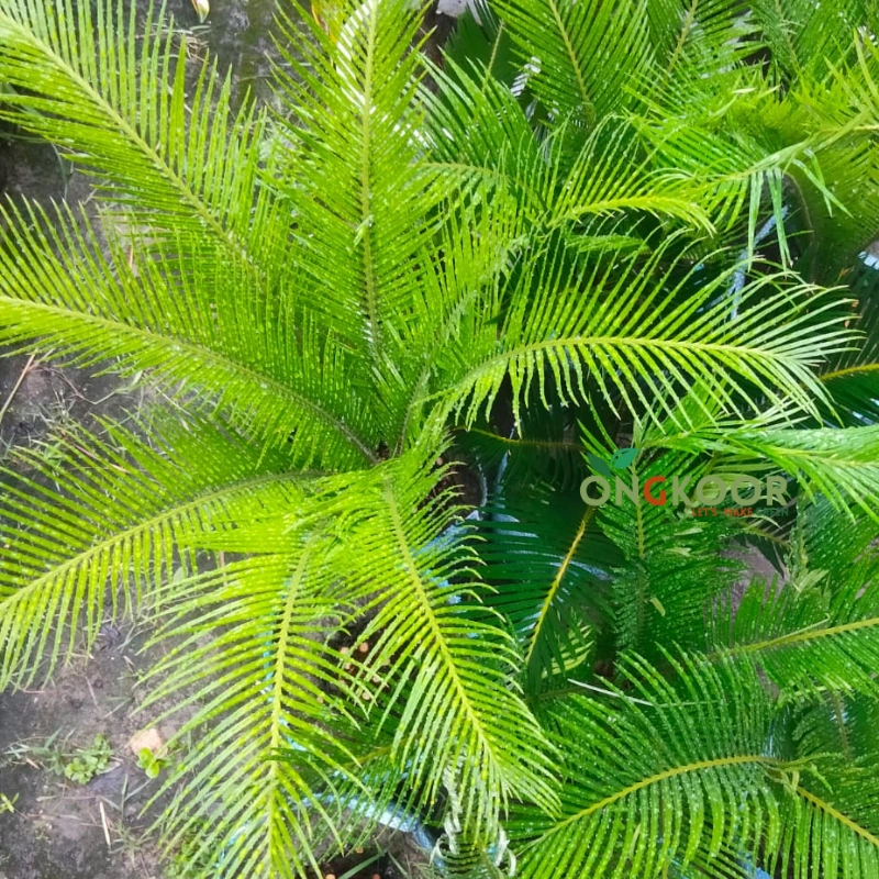 Cycas সাইকাস - Image 4